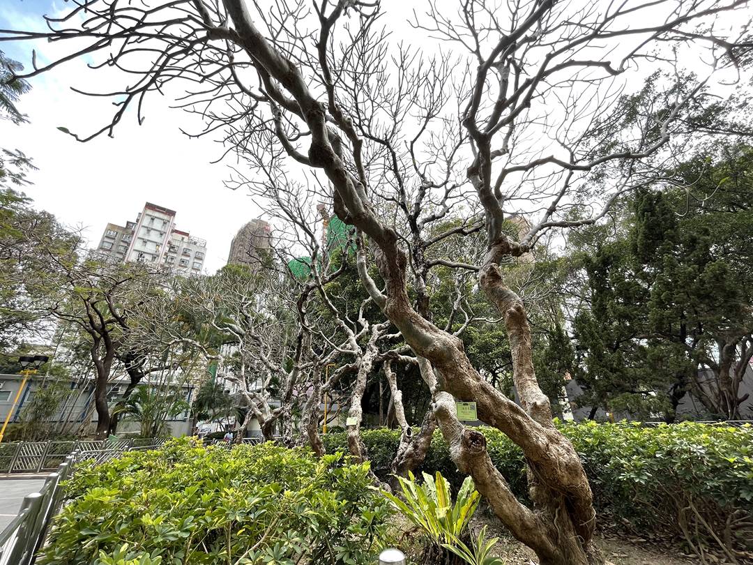深水埗公園二期 - 元路上